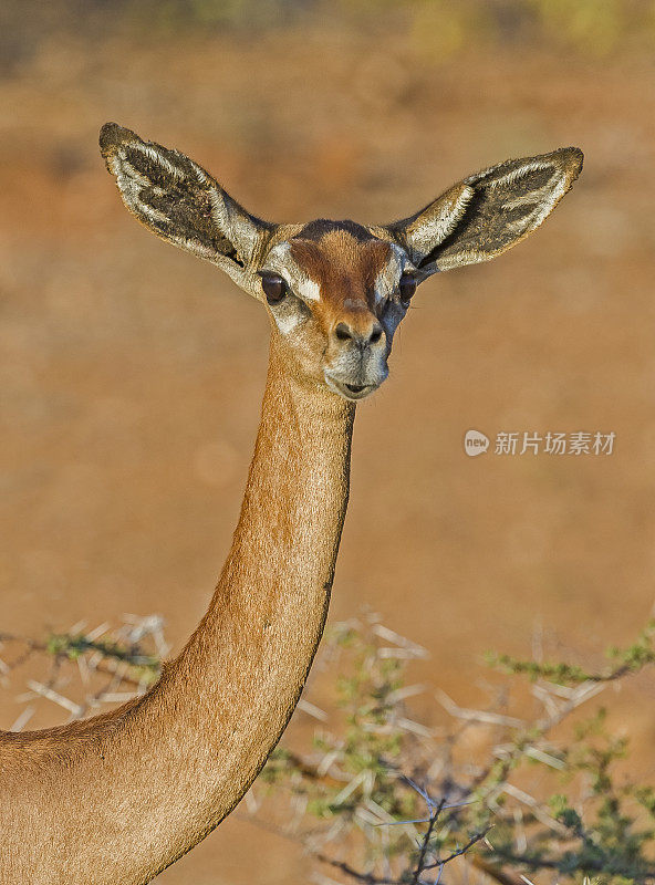 该gerenuk, Litocranius walleri，是一种长颈羚羊。肯尼亚桑布鲁国家保护区。